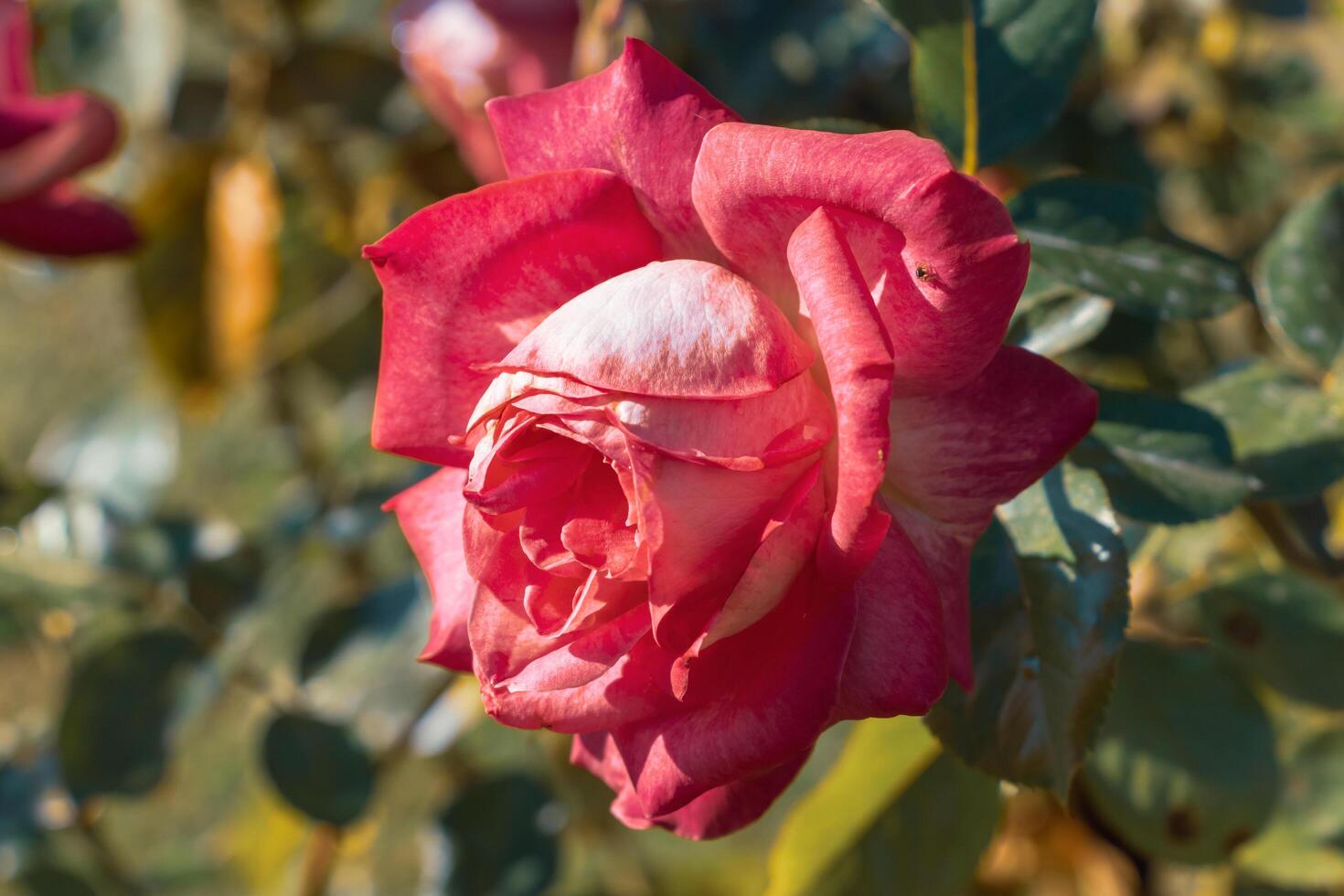 Macro photo of a fiery red rose