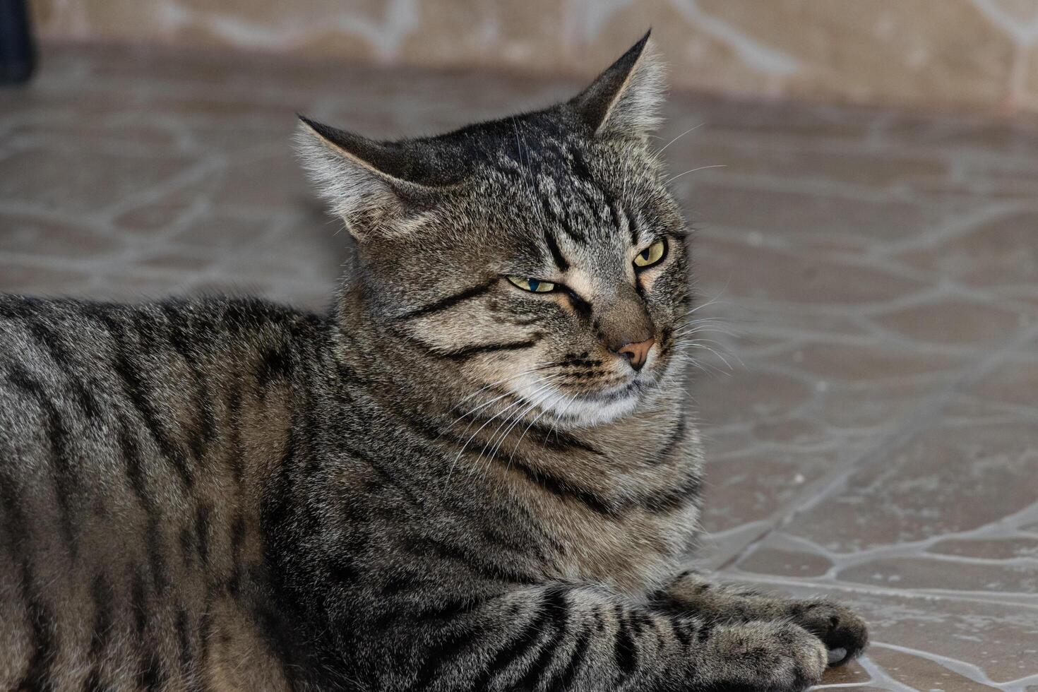 Close up photo of an adorable cat