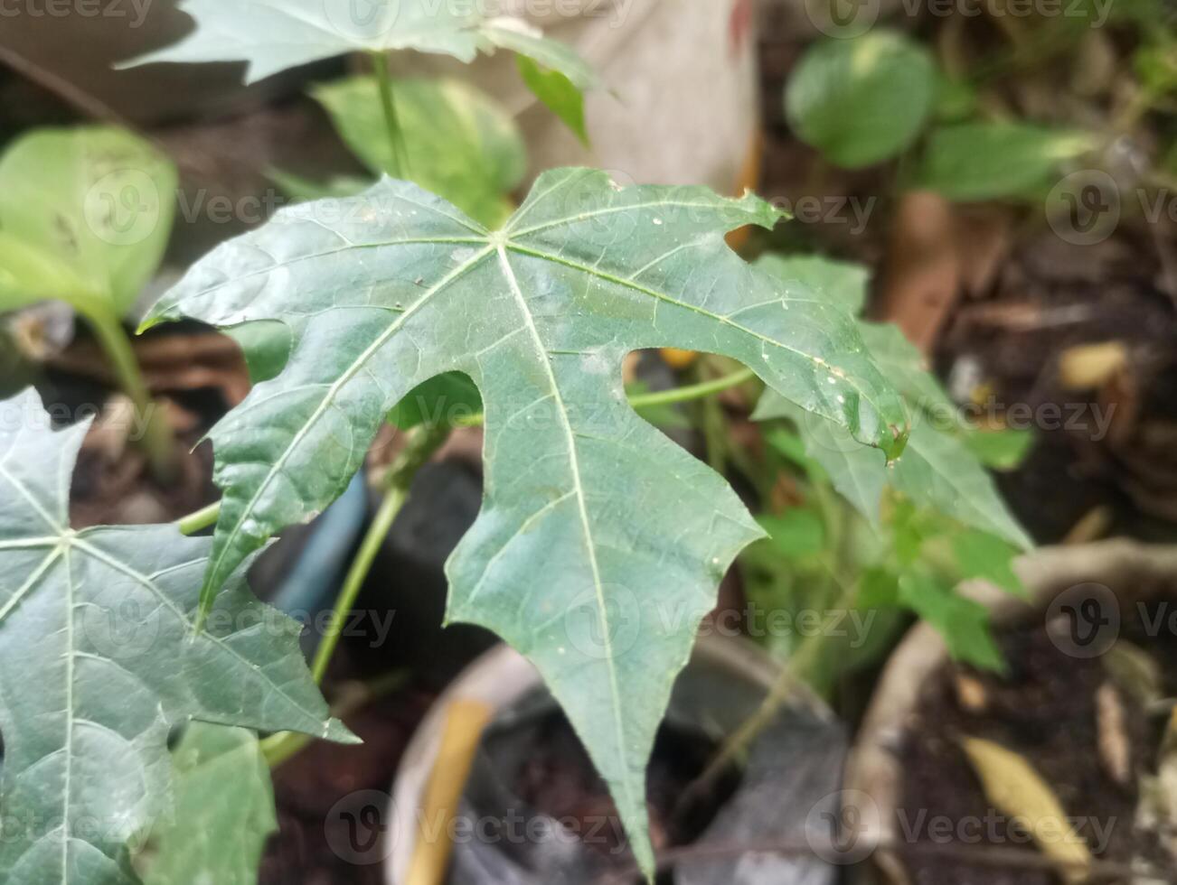 a close up of a plant with green leaves photo