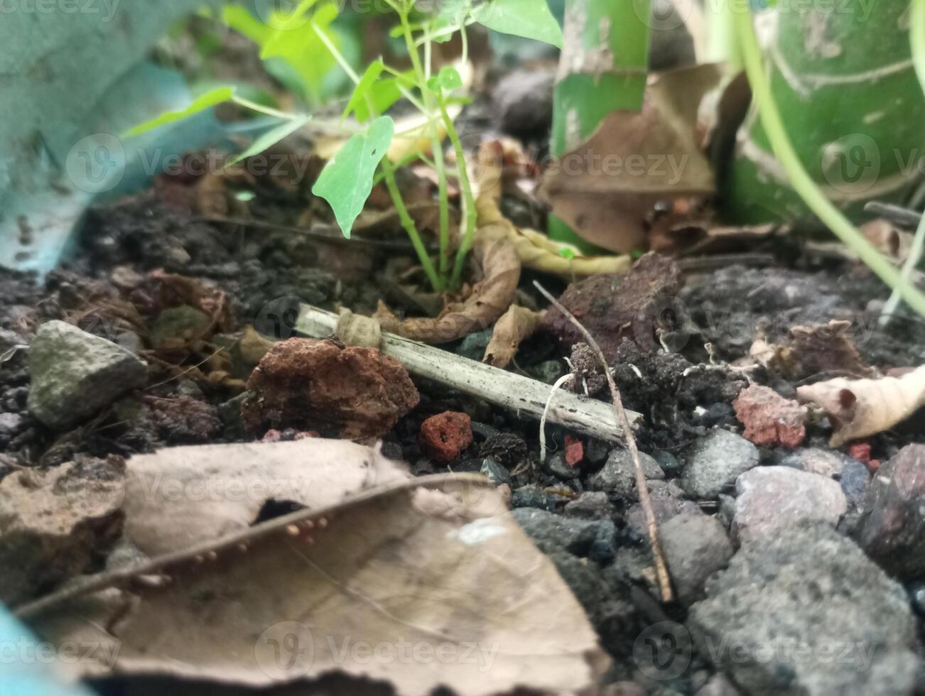 a small plant growing in a pot with dirt and rocks photo