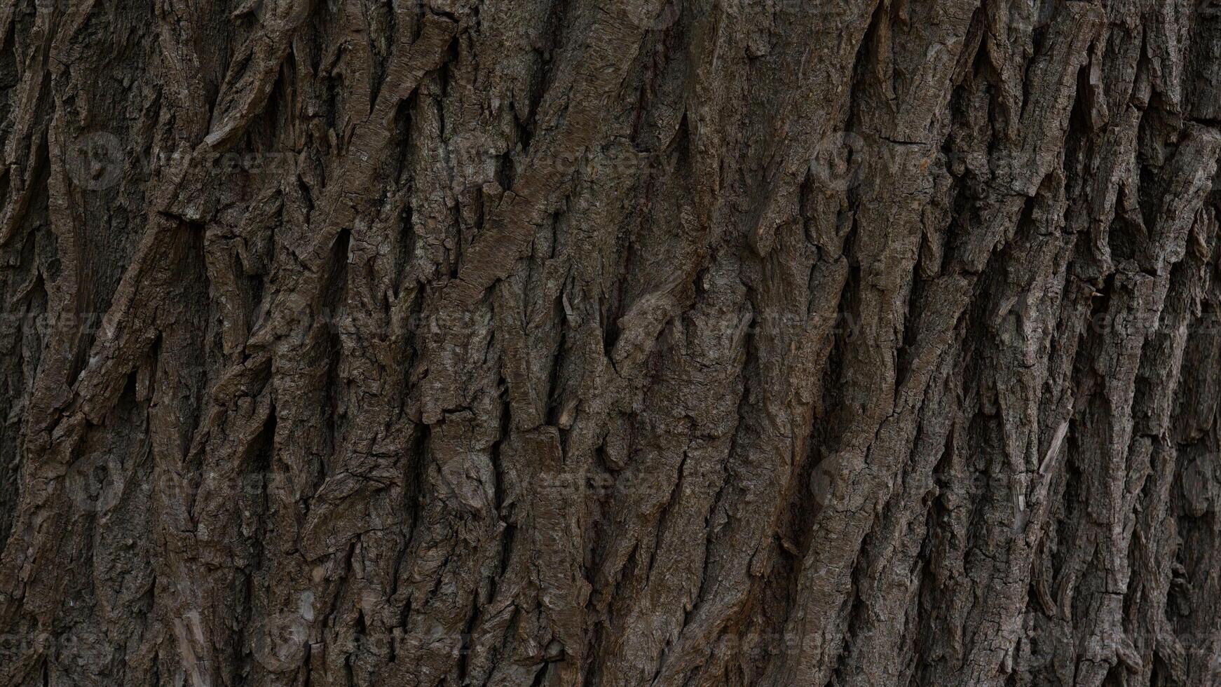 Tree crust wallpaper photo
