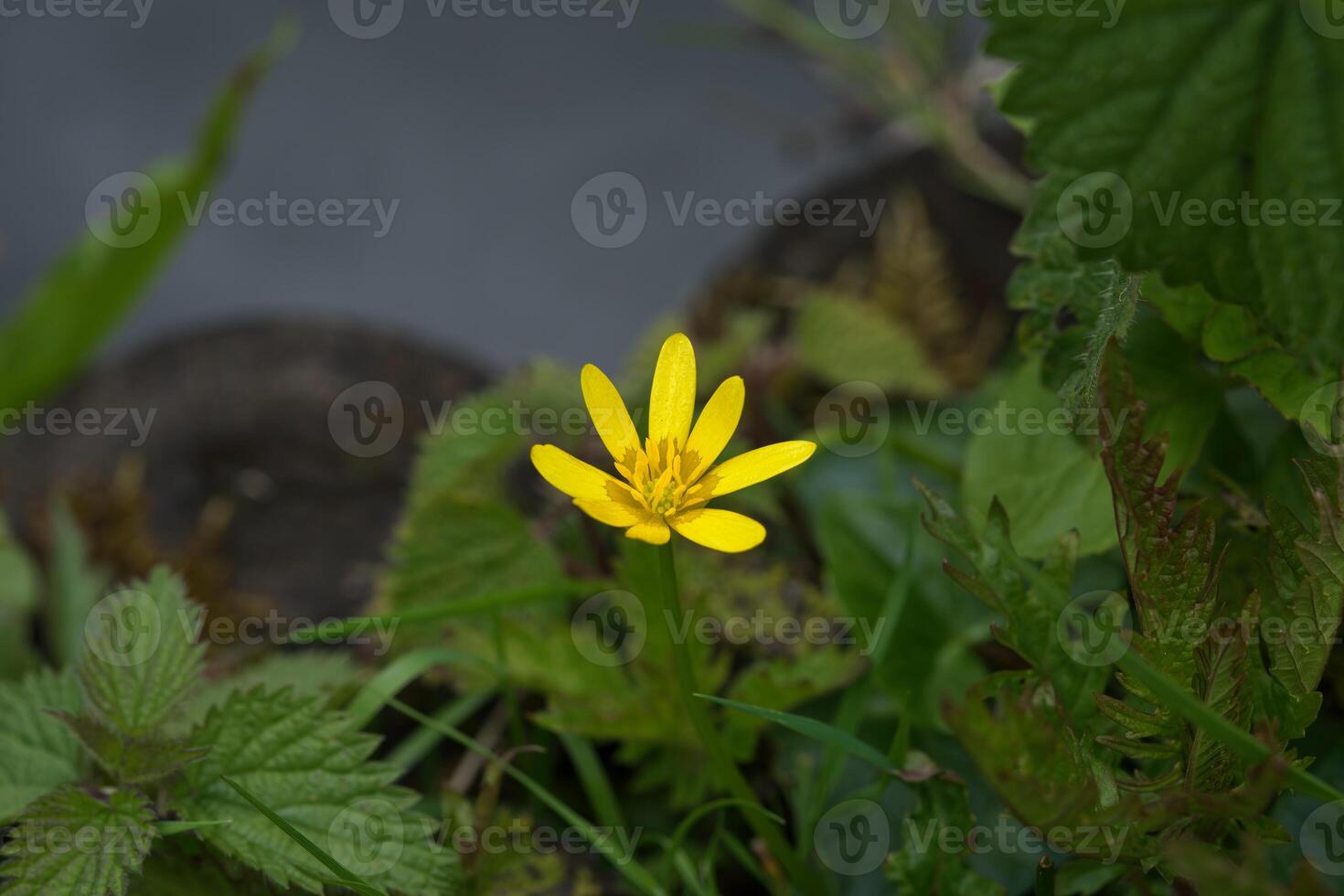 Lesser celandine by the pond photo