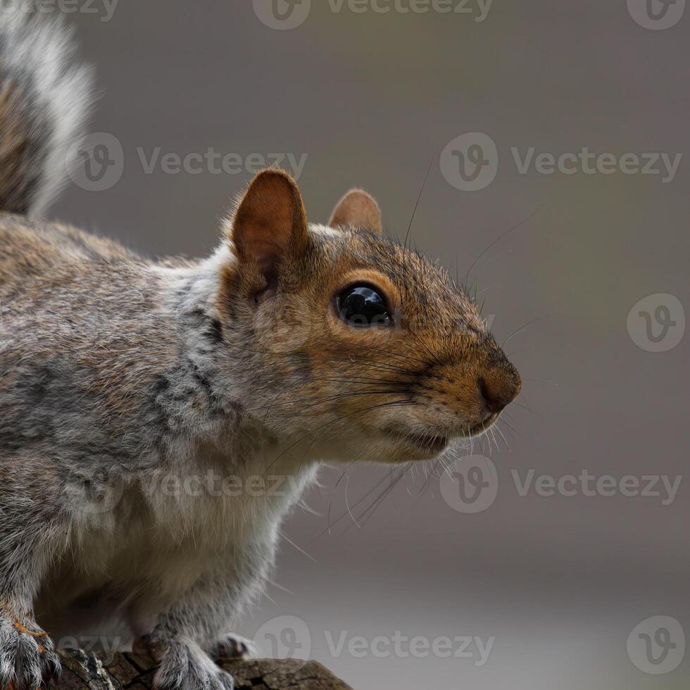 Squirell head closeup photo