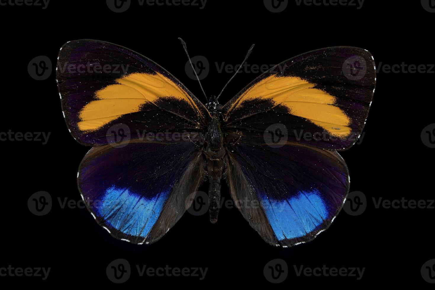 Superb numberwing butterfly photo