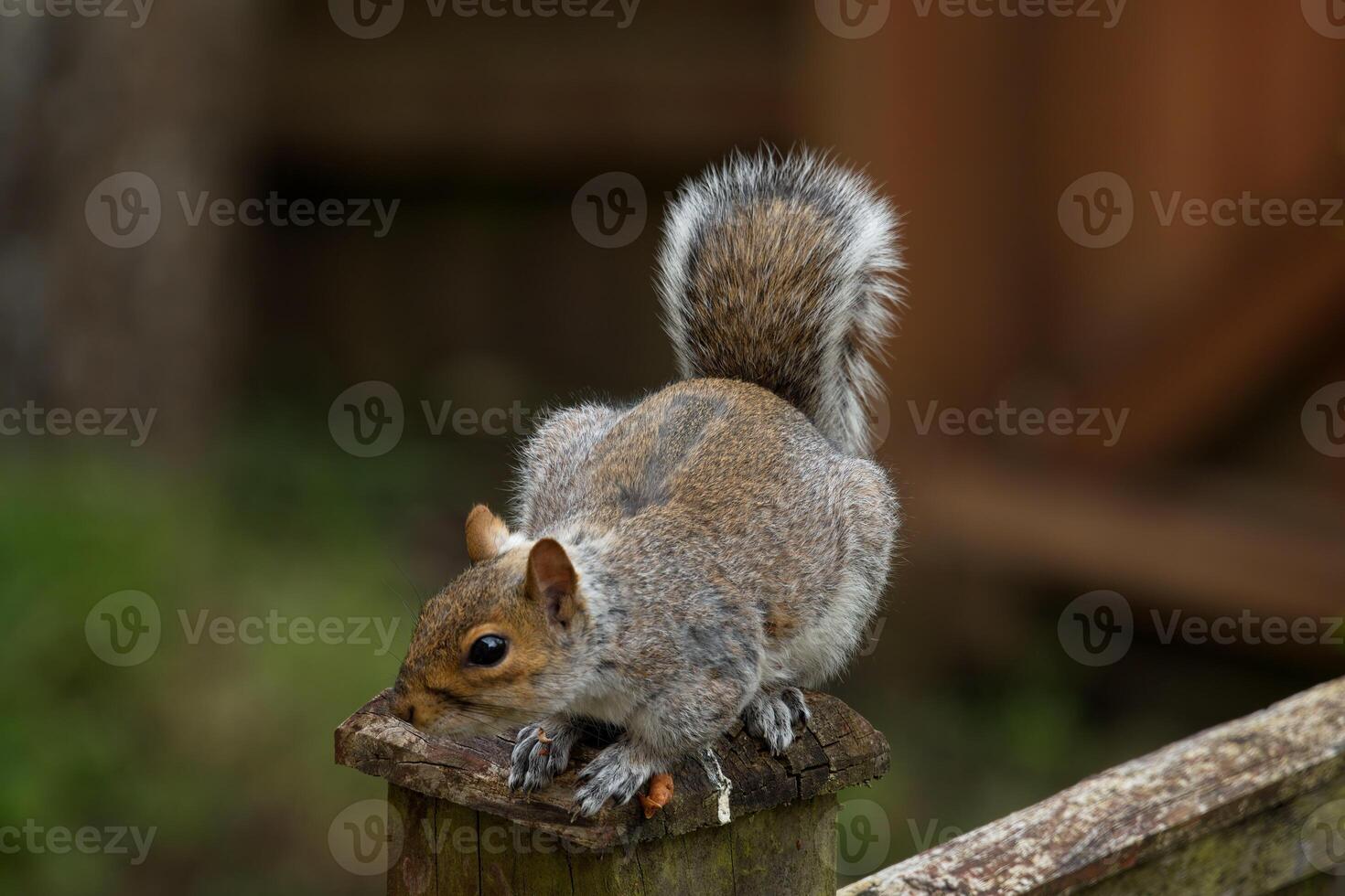 Squirell on the fence photo