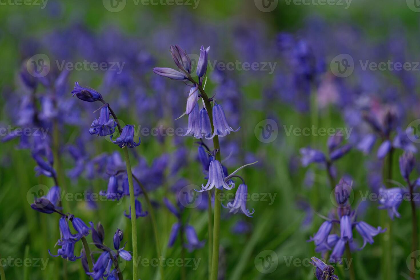 Common bellflower in the park photo