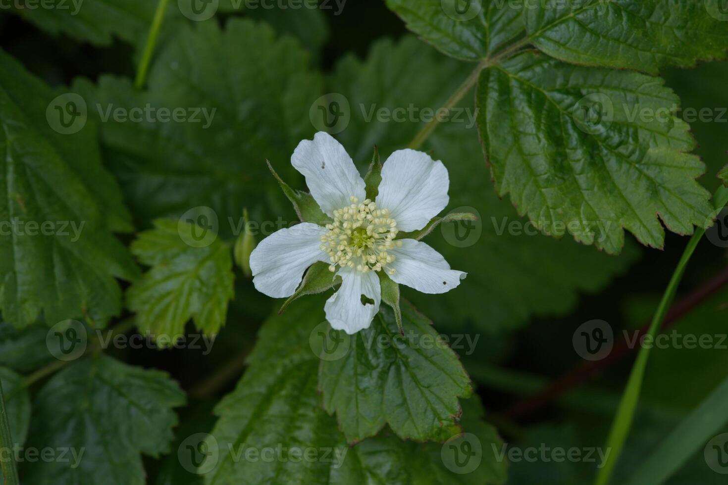 Wild raspberry flower photo