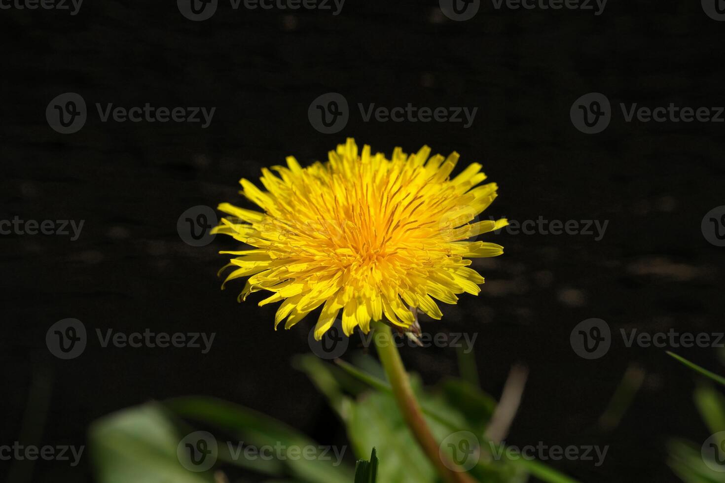 Dandelion flower in spring photo