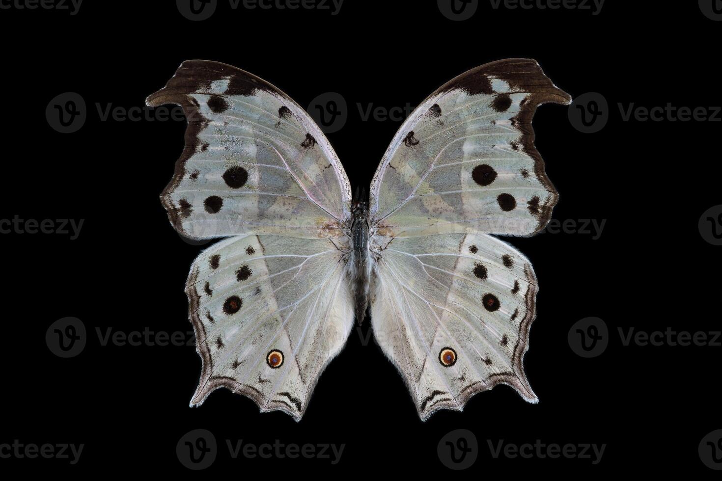 Malagasy, Mother of Pearl butterfly photo