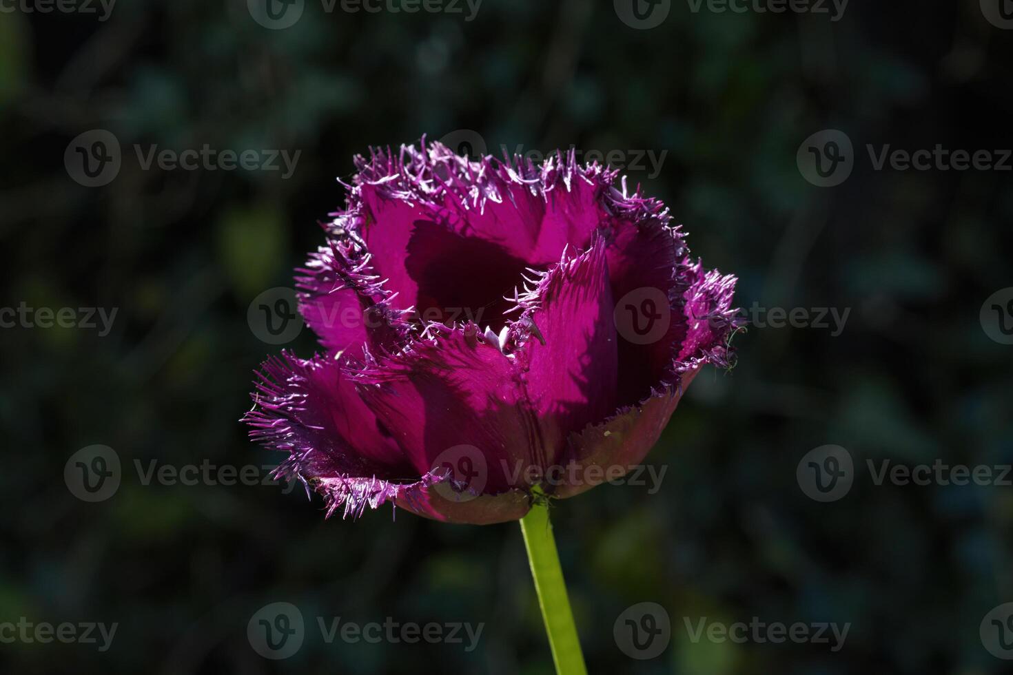 Tulip labrador flower photo