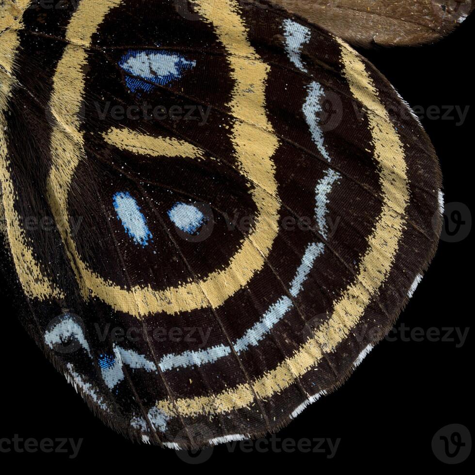 Superb numberwing butterfly, inner-bottom wing pattern photo