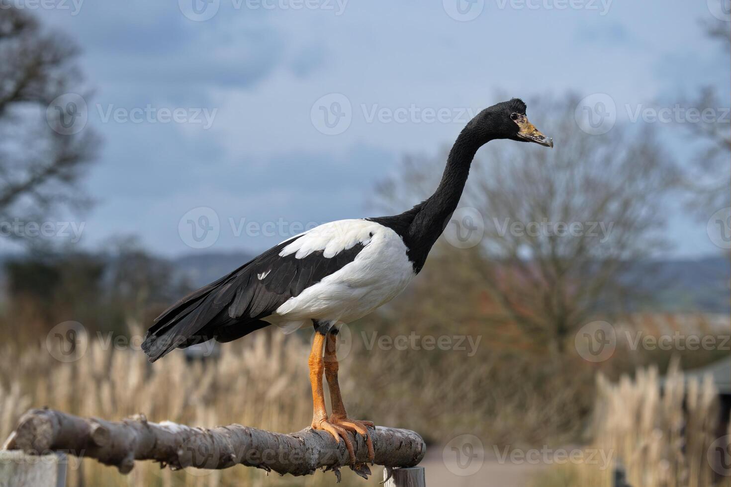 Magpie goose full body image photo