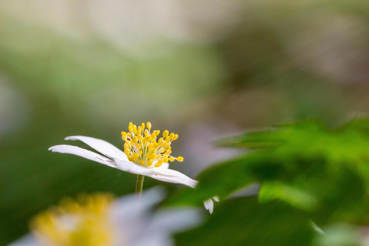 Isolated white flower in forest .beautiful bright blurry forest meadow with white flowers and sunlight, blurry trees in the background photo