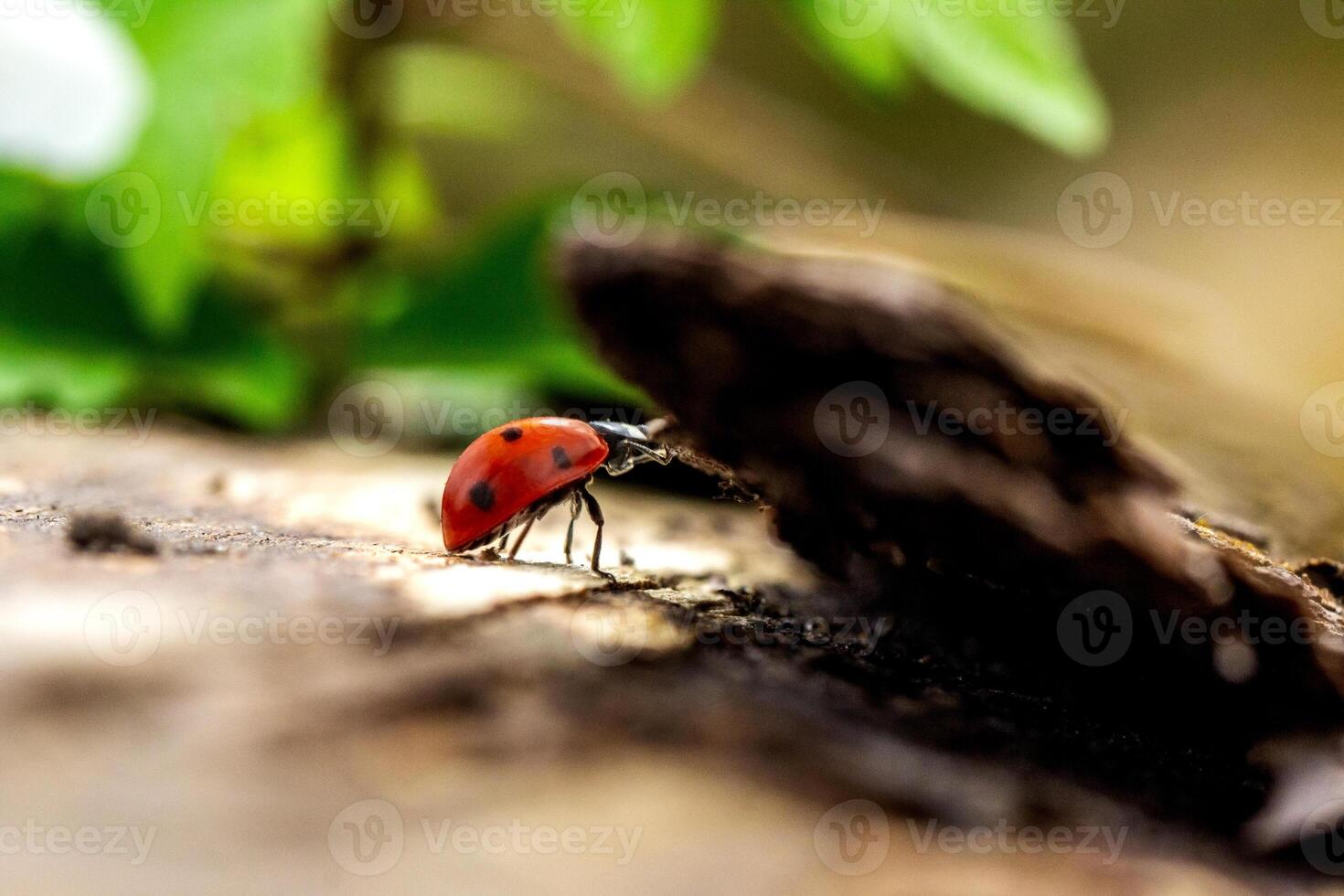 a ladybug is sitting on a log in the forest photo