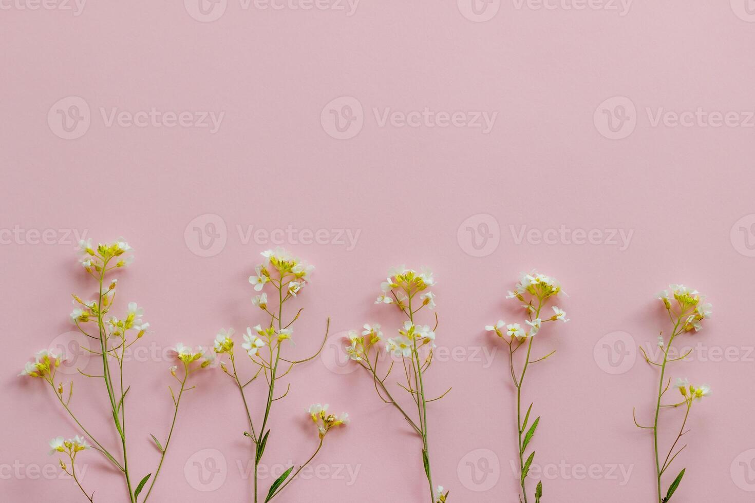 several wildflowers with small white flowers on a pink background arranged evenly, abstraction, background photo