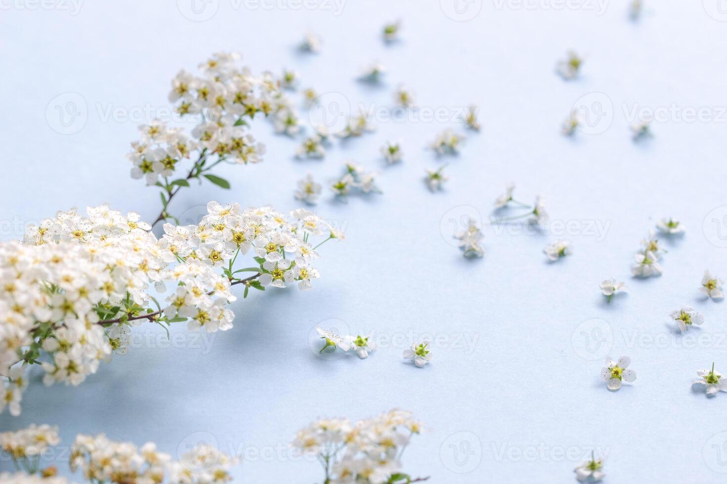 small white flowers on a branch on a plain blue background, Spiraea spring blooming, scattered flowers, blowing wind effect photo