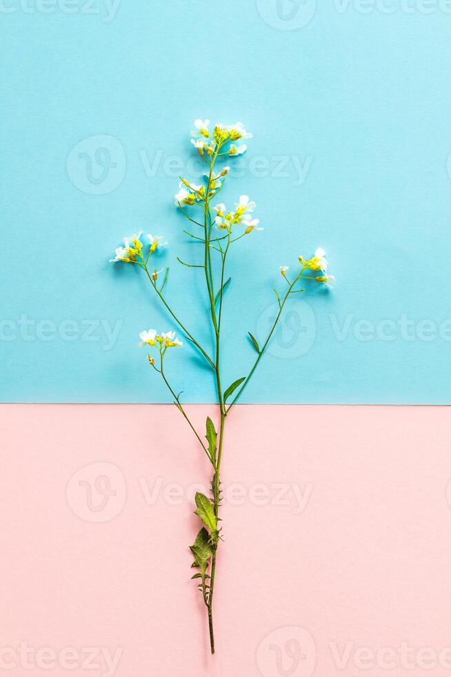 wildflower thorn with small flowers on a background of two tones,pink and blue, abstraction, pattern, design element, meadow flowers photo