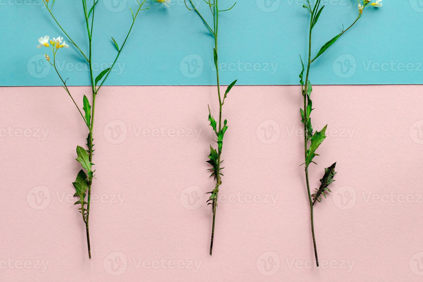 several wildflowers with small white flowers on a pink and blue background arranged evenly, abstraction, background photo