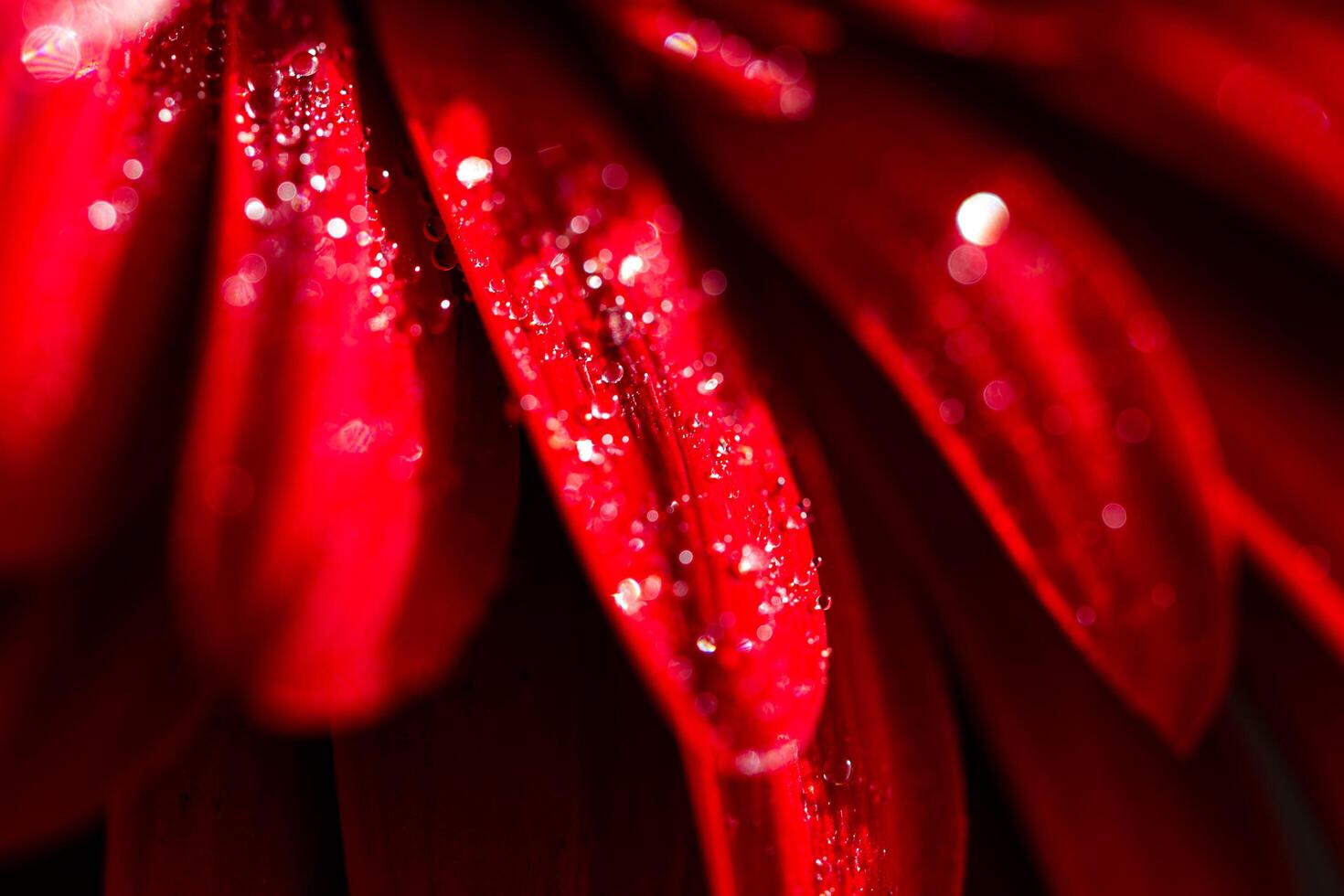 red gerbera , macro photo of red petals close up,