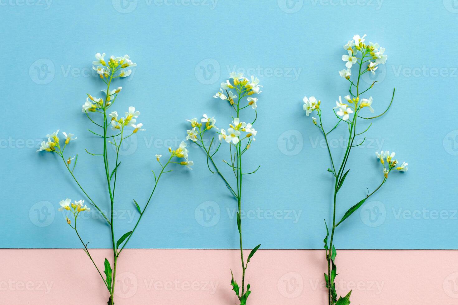 wildflower thorn with small flowers on a background of two tones,pink and blue, abstraction, pattern, design element, meadow flowers photo