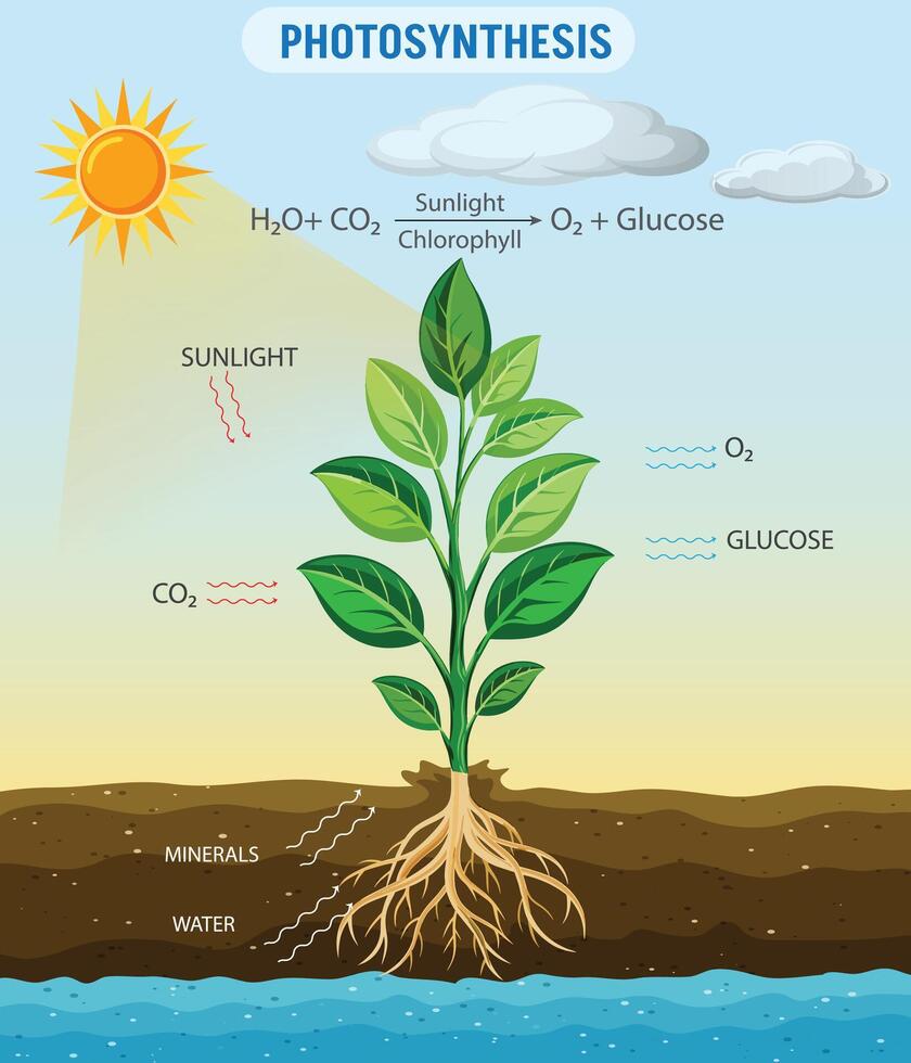 The Power of Plants Understanding Photosynthesis vector