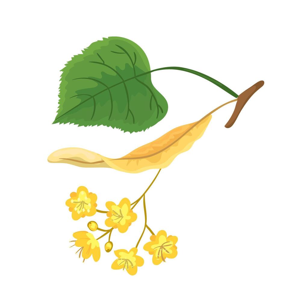 Botanic linden tree branch with blooming flowers vector