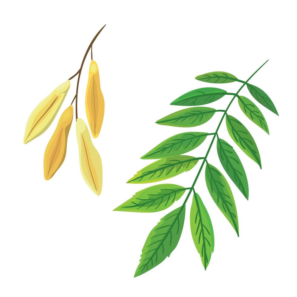 Botanic green ash leaf and the seeds vector