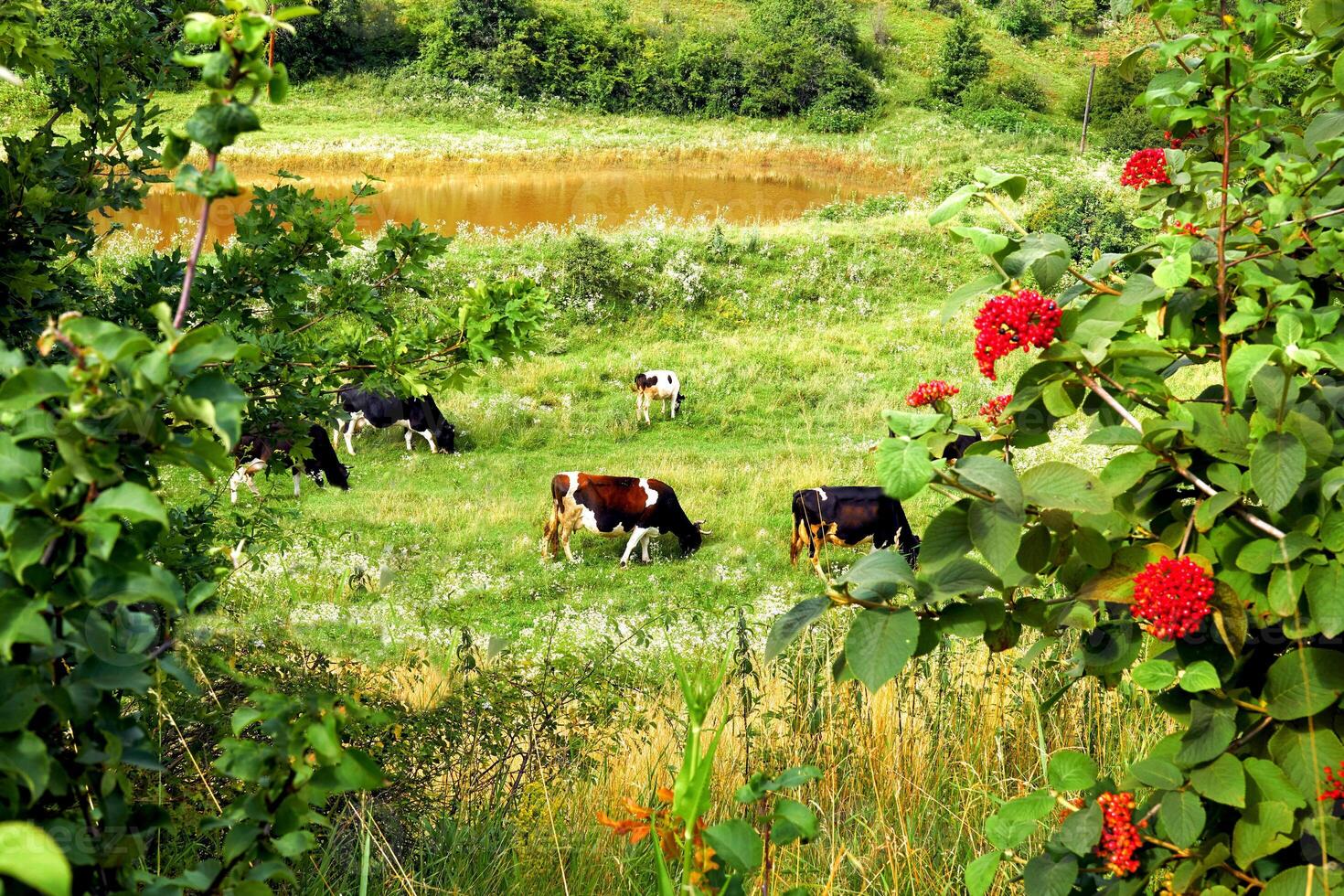 A herd of cows grazing on a summer green slope in flower frame photo