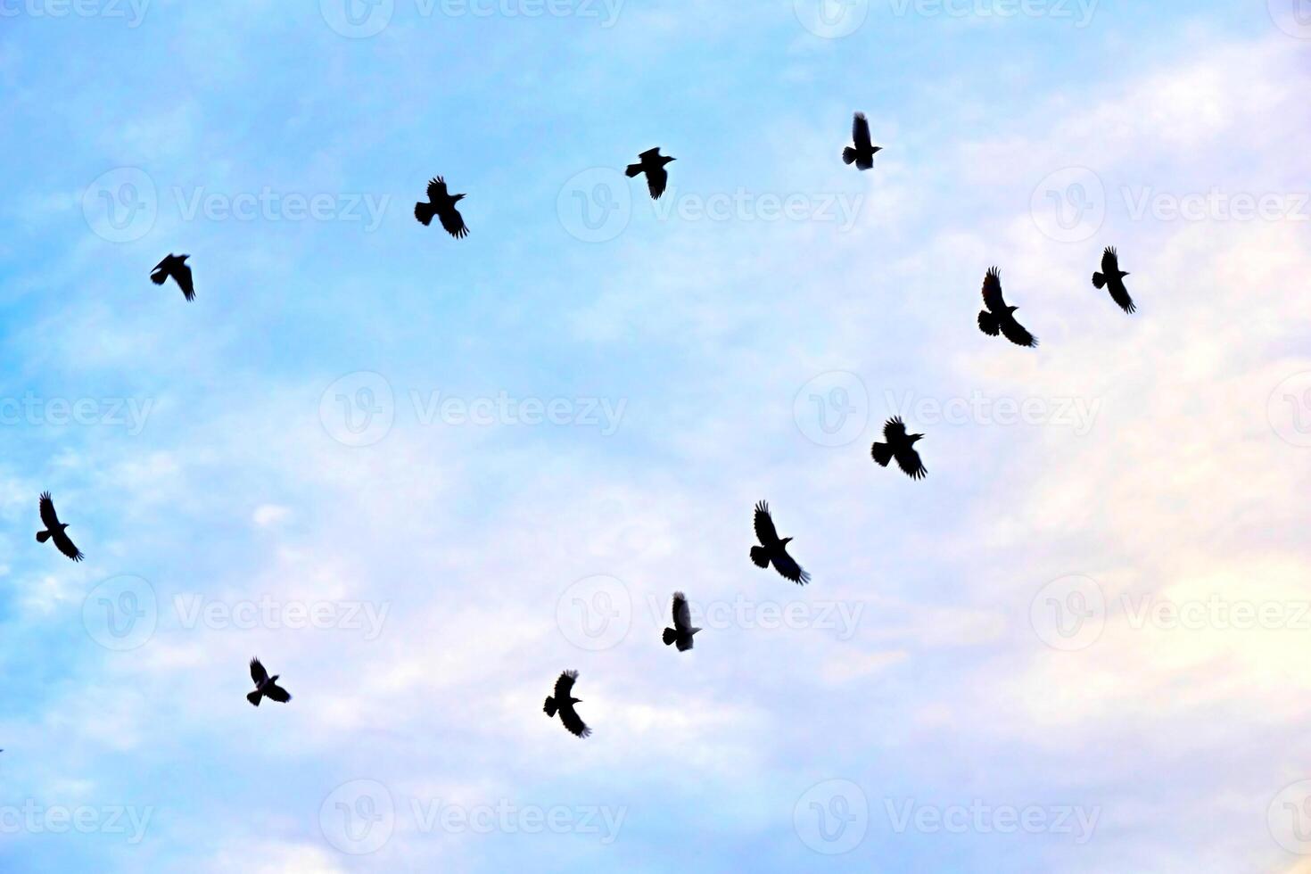 Flock of flying birds pigeons on the blue sky photo