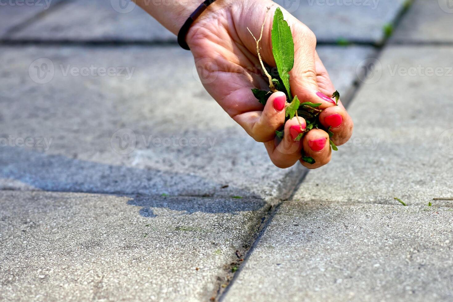 A woman's hand with a red manicure pulls weeds out of the yard concrete slabs photo