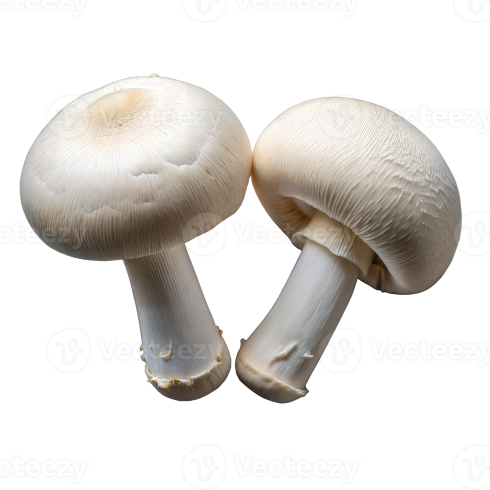 Fresh White Button Mushrooms Isolated on a Transparent Background png