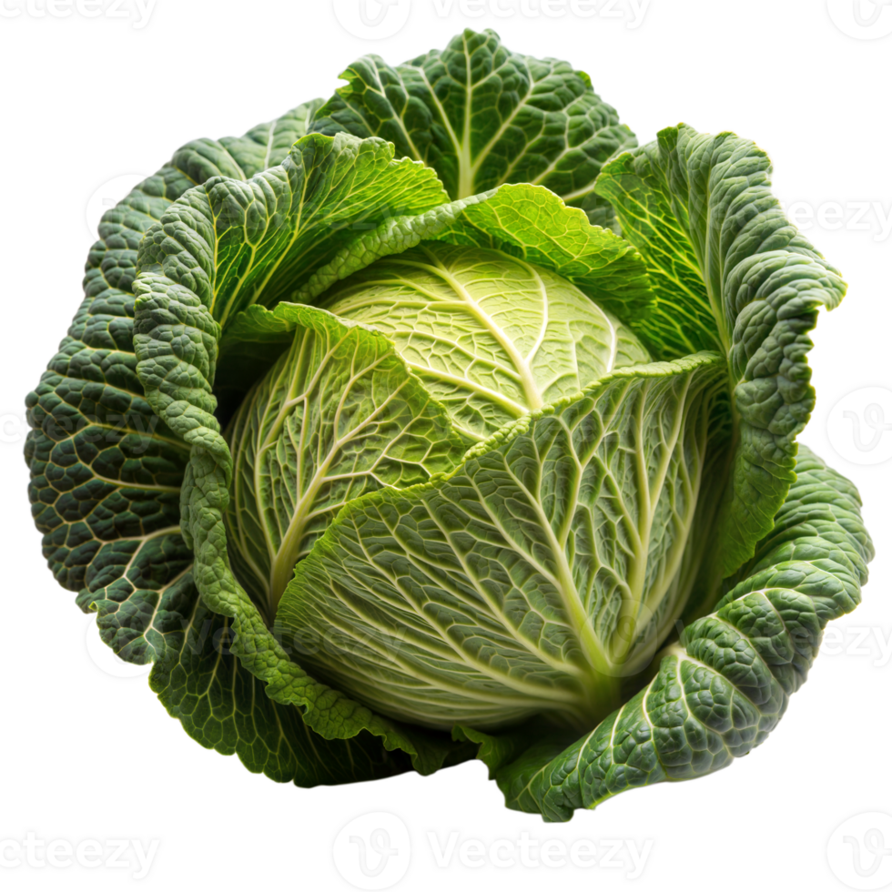 Vibrant Green Cabbage With Detailed Leaf Texture on Transparent Background png