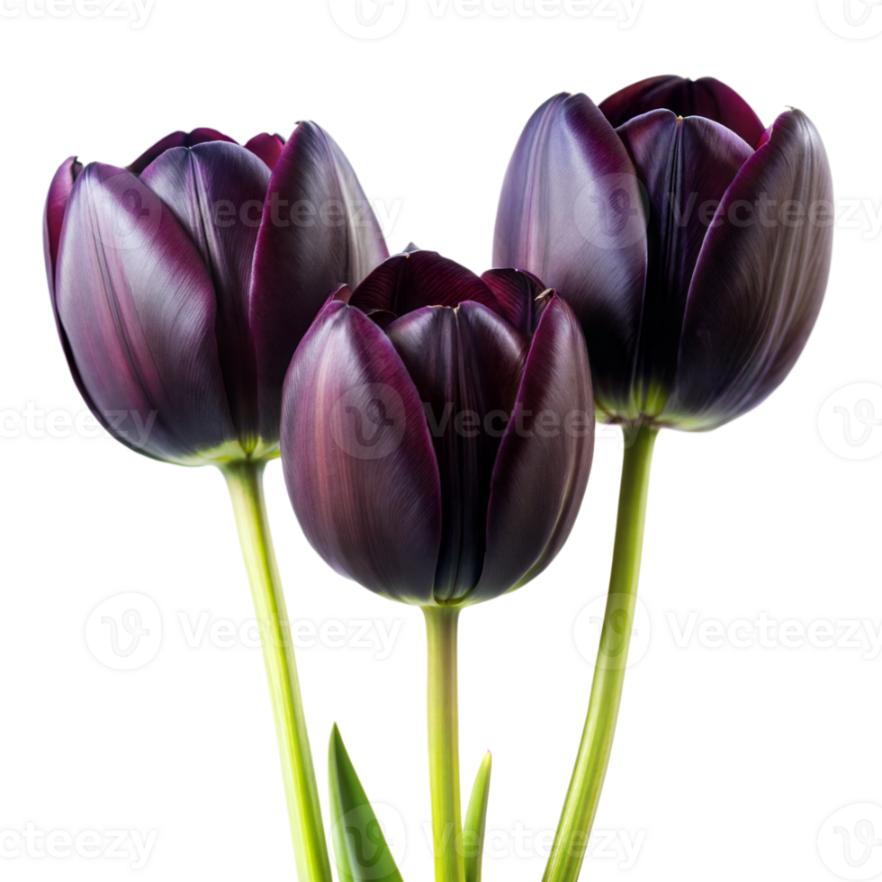 Trio of Black Tulips With Green Stems on Transparent Background in Daylight png