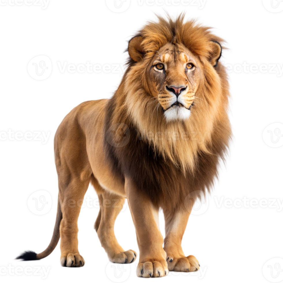 Lion Standing on a Transparent Background png