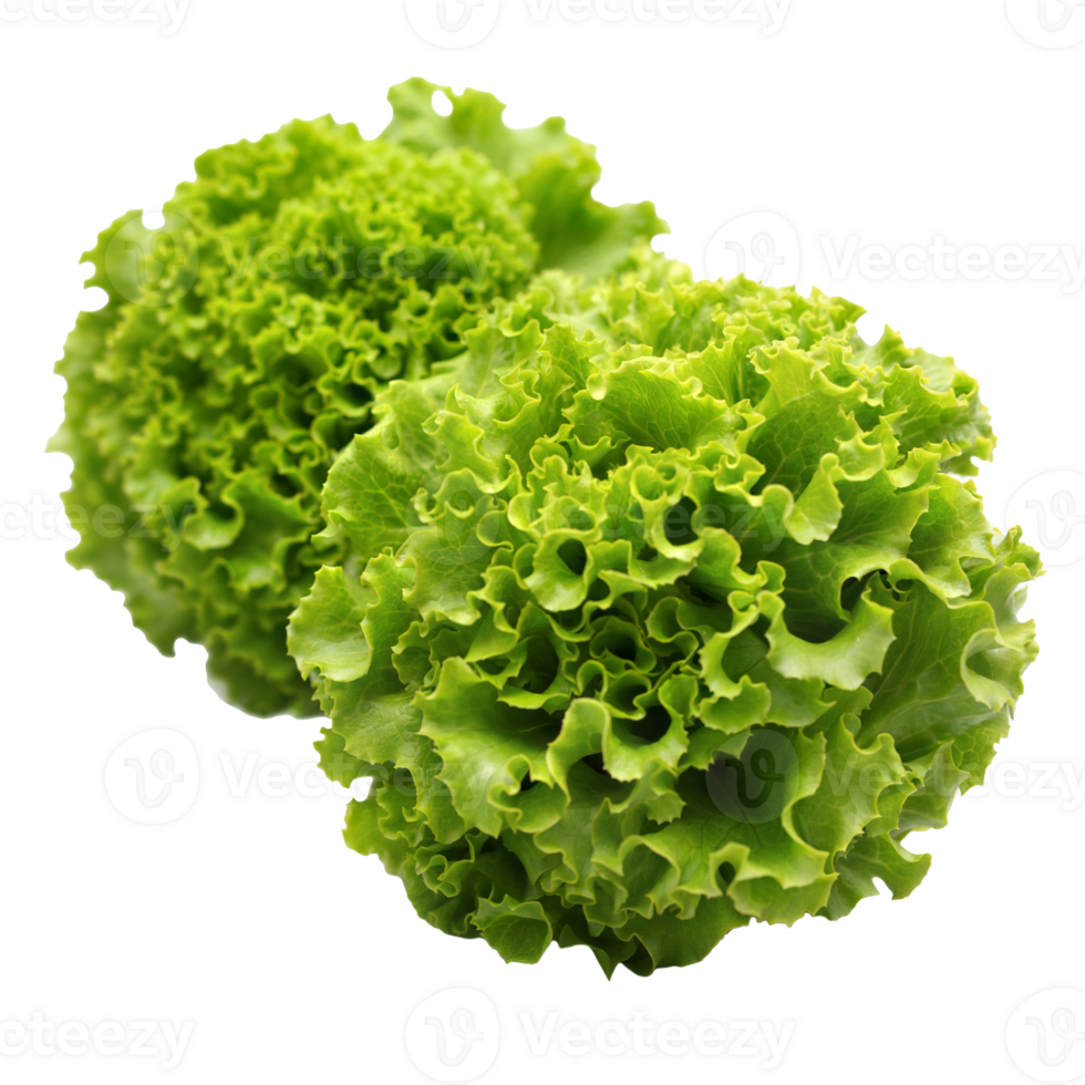 Fresh Green Leaf Lettuce on Transparent Background High-Quality png