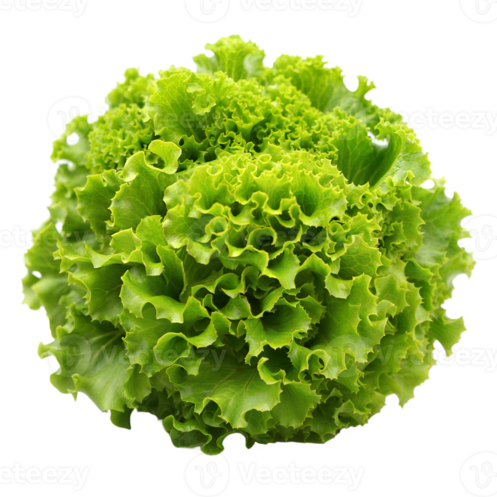 Fresh Green Leafy Lettuce on Transparent Background Isolated Close-Up Daytime png