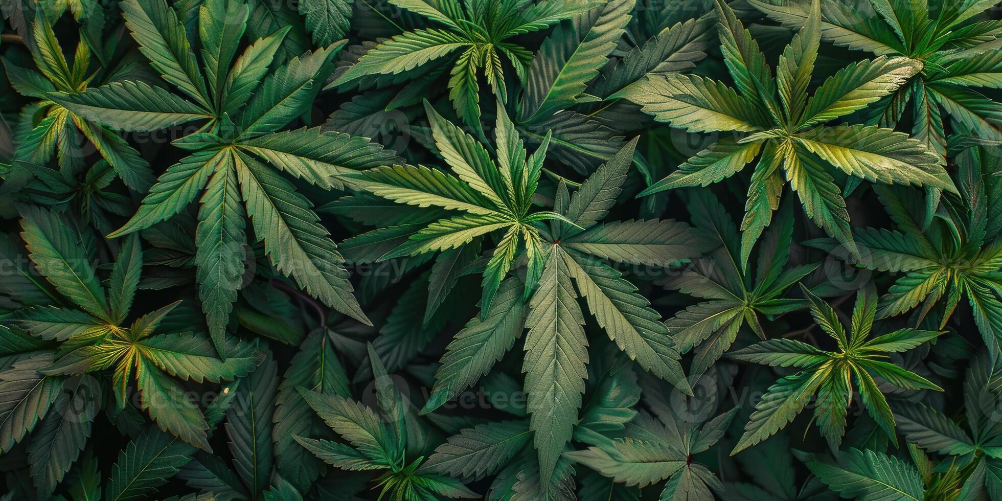 Cannabis texture marijuana leaf pile background photo