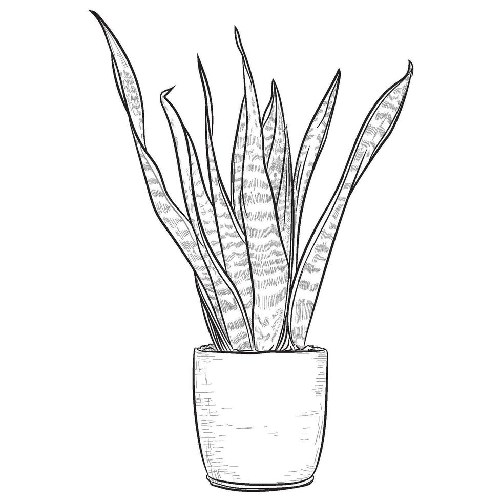 hand drawing snake tree indoor plant vector