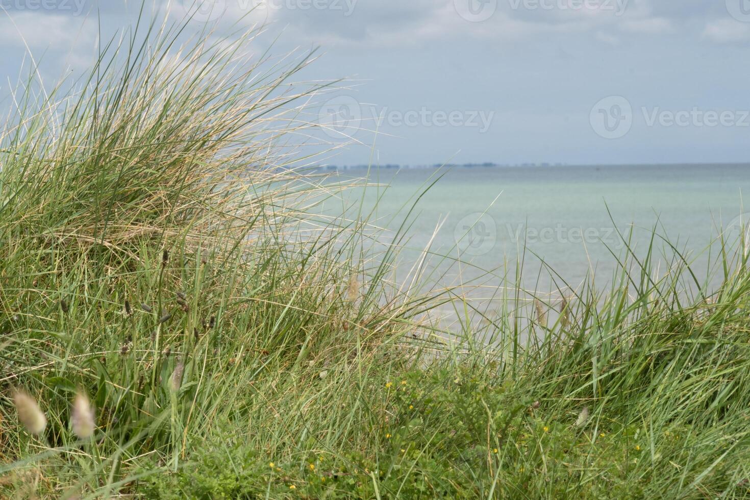 Ocean costal beachgrass of Utah beach on dune under light blue white clouded sky photo