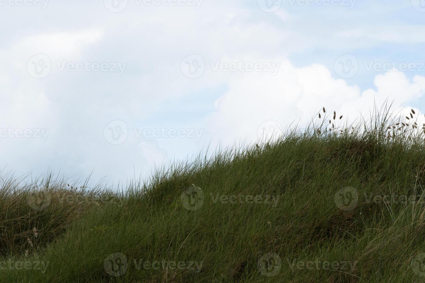 Ocean costal beachgrass of Utah beach on dune under light blue cloudy sky photo