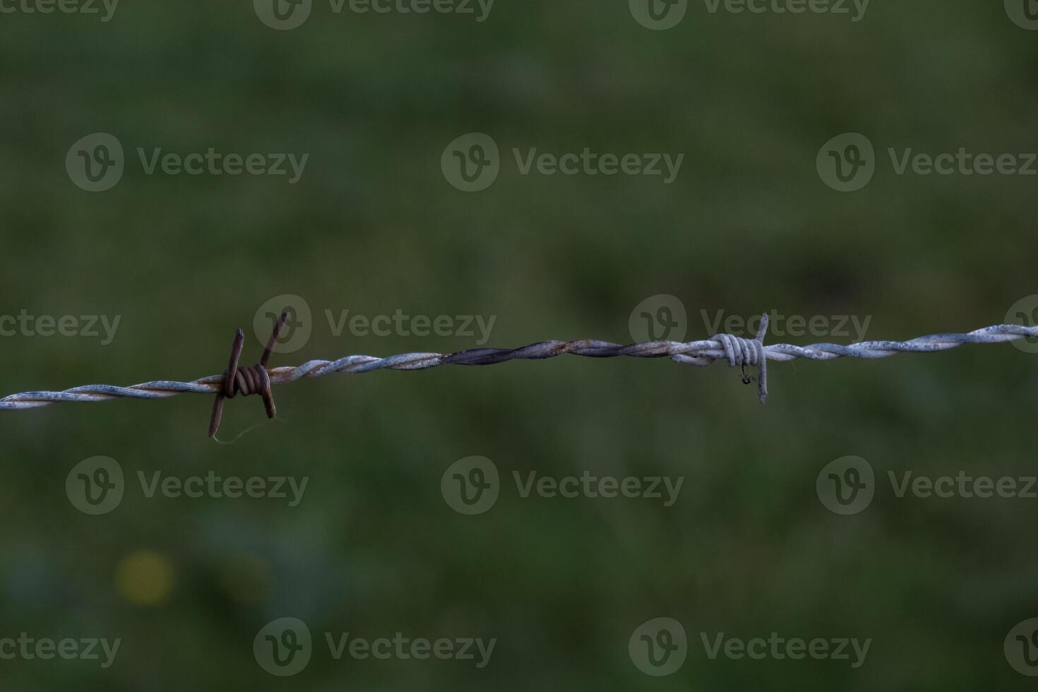 Barb waire at Normandy costal area of Utah beach. Beachgrass, barb wire, fence and flags photo