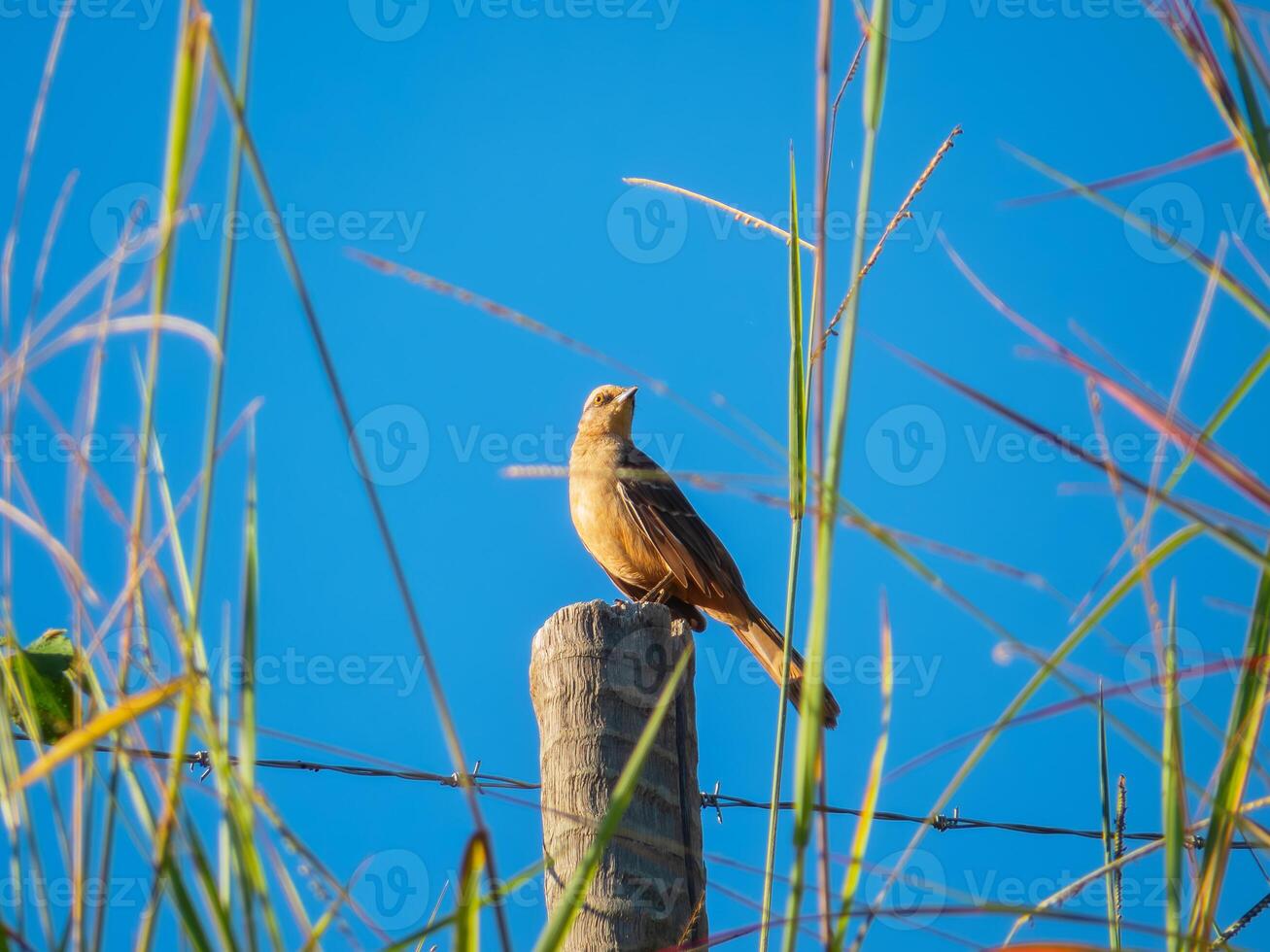 Bird of the species Mimus saturninus, commonly known as Chalk-browed mockingbird perched on a wooden trunk photo