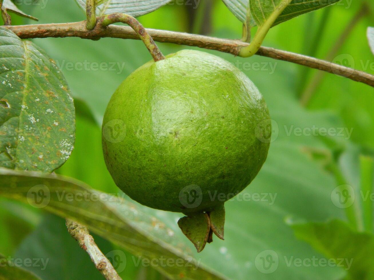 Macro photo of guava fruit still hanging from the stalk and stem of its parent in tropical areas.