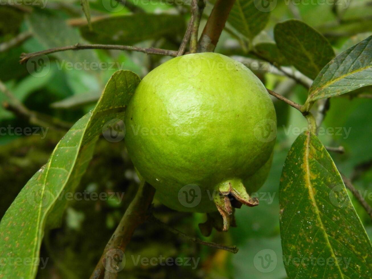 Macro photo of guava fruit still hanging from the stalk and stem of its parent in tropical areas.