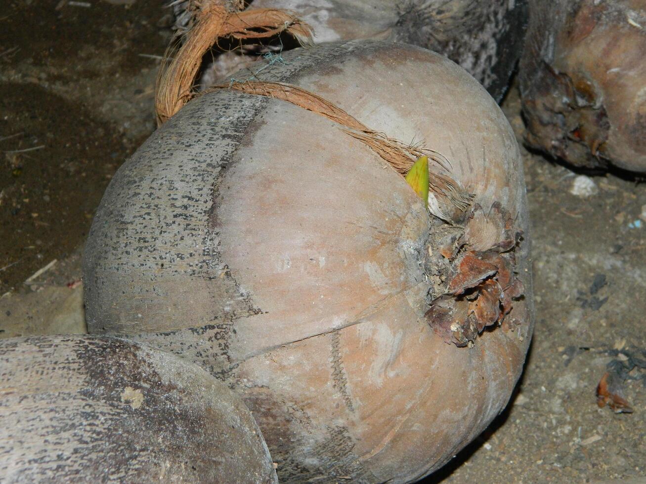 Macro photo of a coconut that is still intact comes from a tall tree and usually can live at various heights
