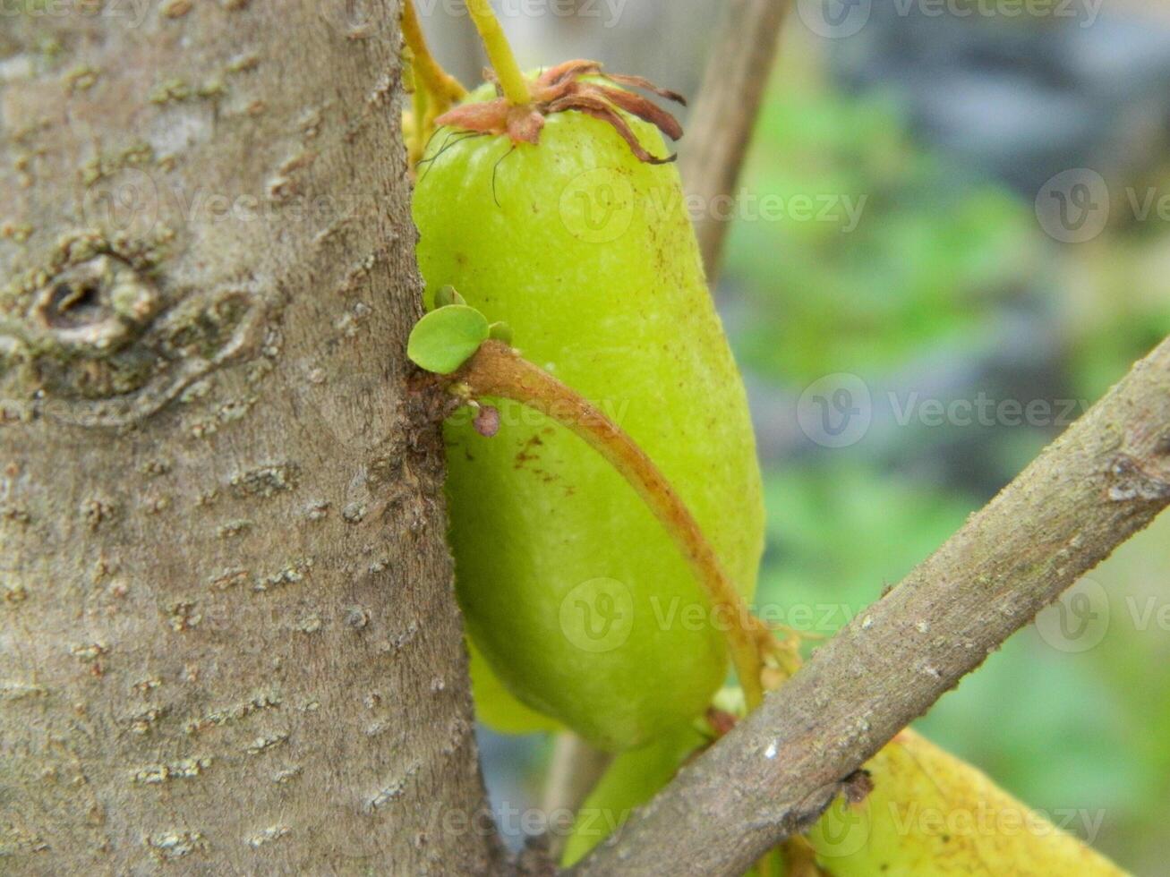 Macro photo of star fruit still hanging on the tree. Can be used as an additional spice in cooking.
