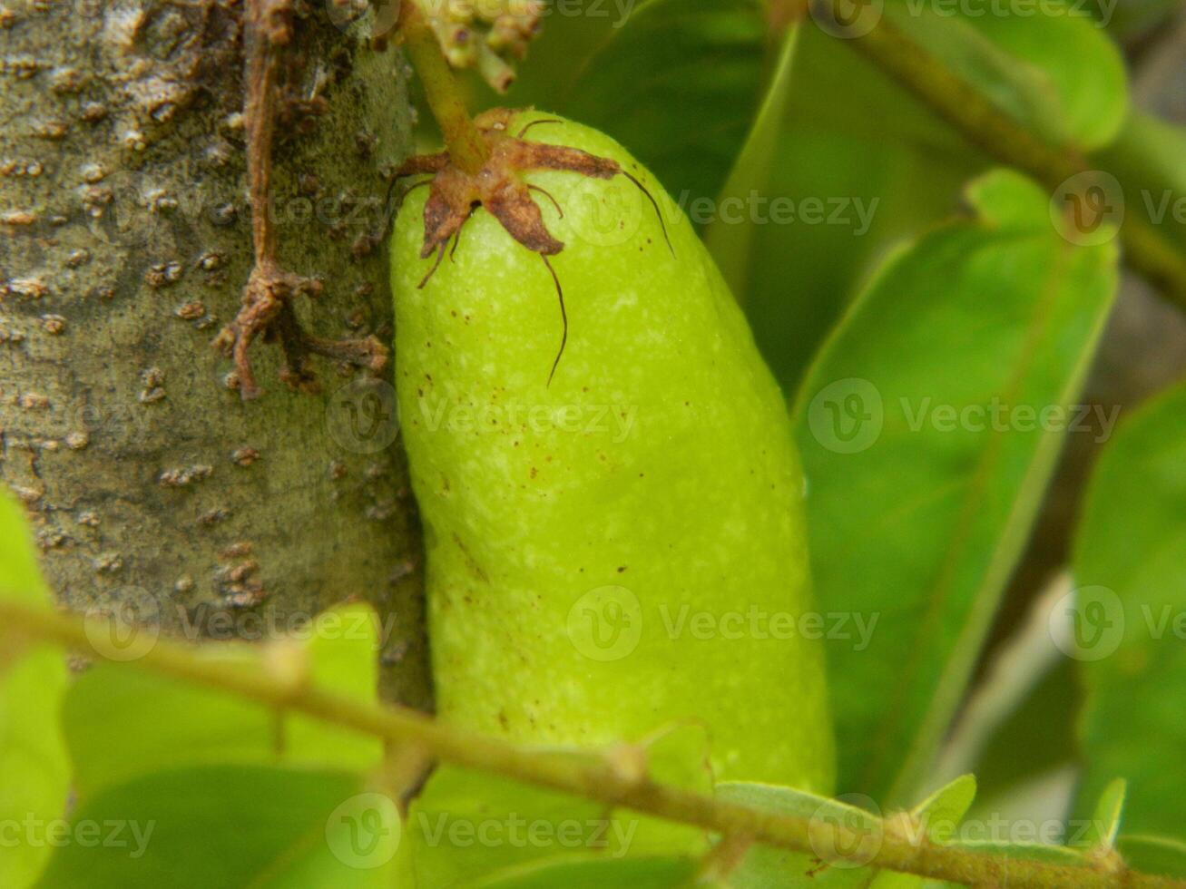 Macro photo of star fruit still hanging on the tree. Can be used as an additional spice in cooking.