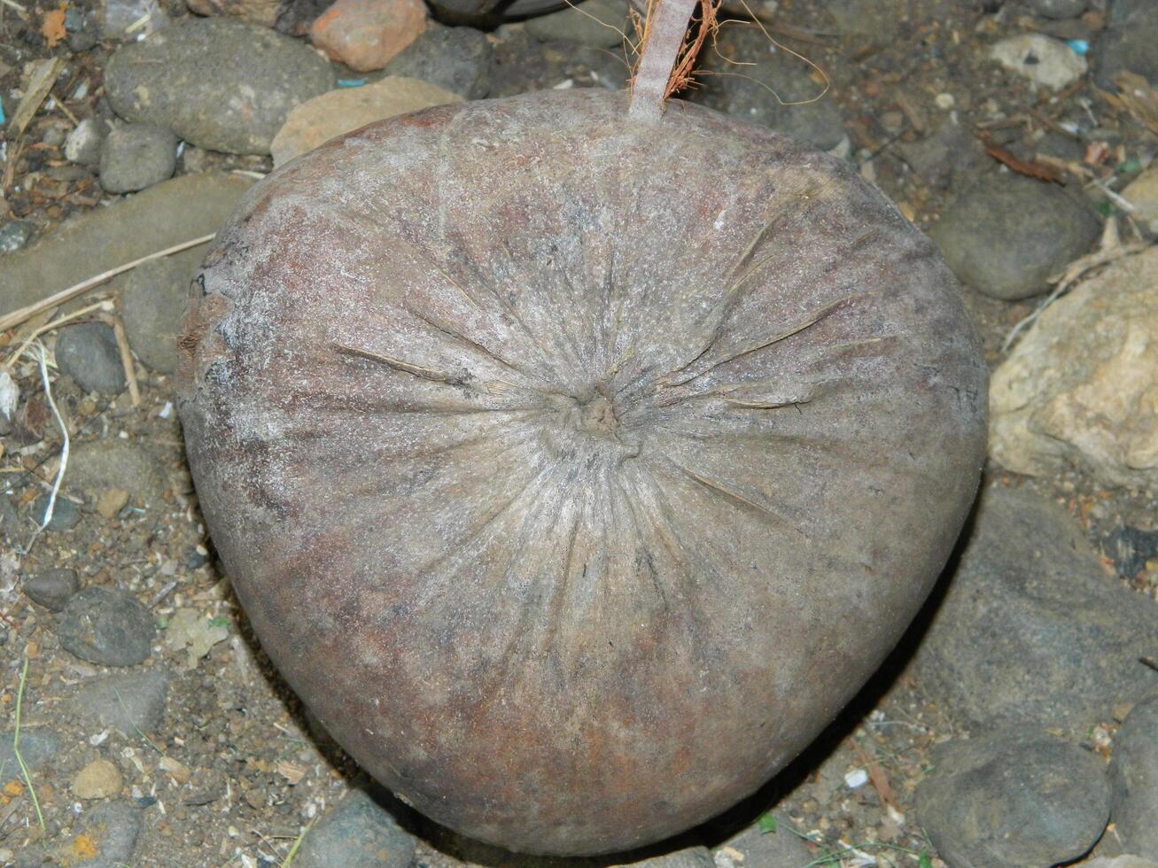 Macro photo of a coconut that is still intact comes from a tall tree and usually can live at various heights