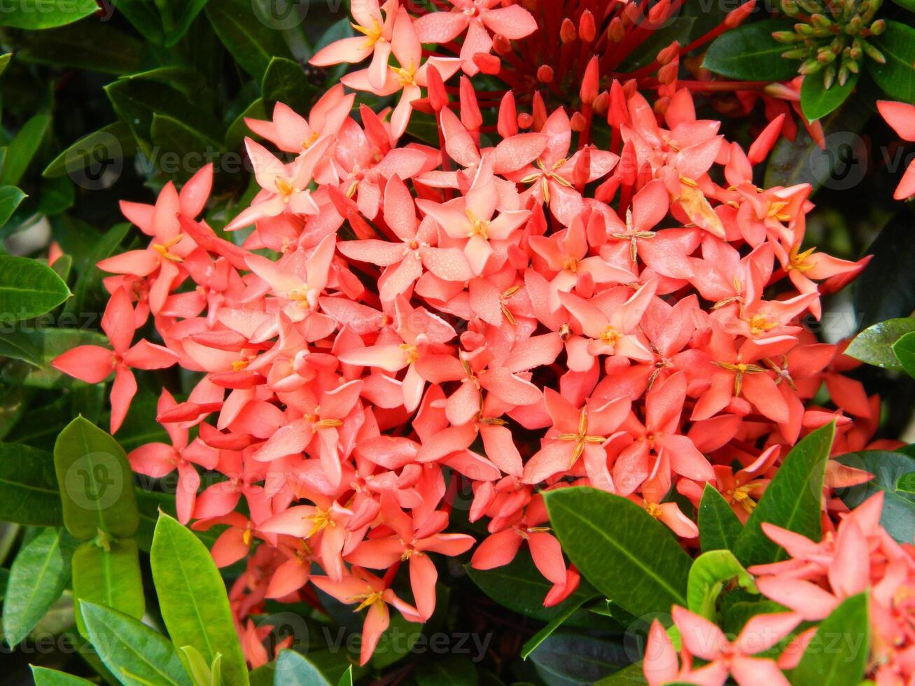Macro photos of plants consist of leaves, stems and especially flowers. The beautiful flowers are pink and very refreshing to the eyes