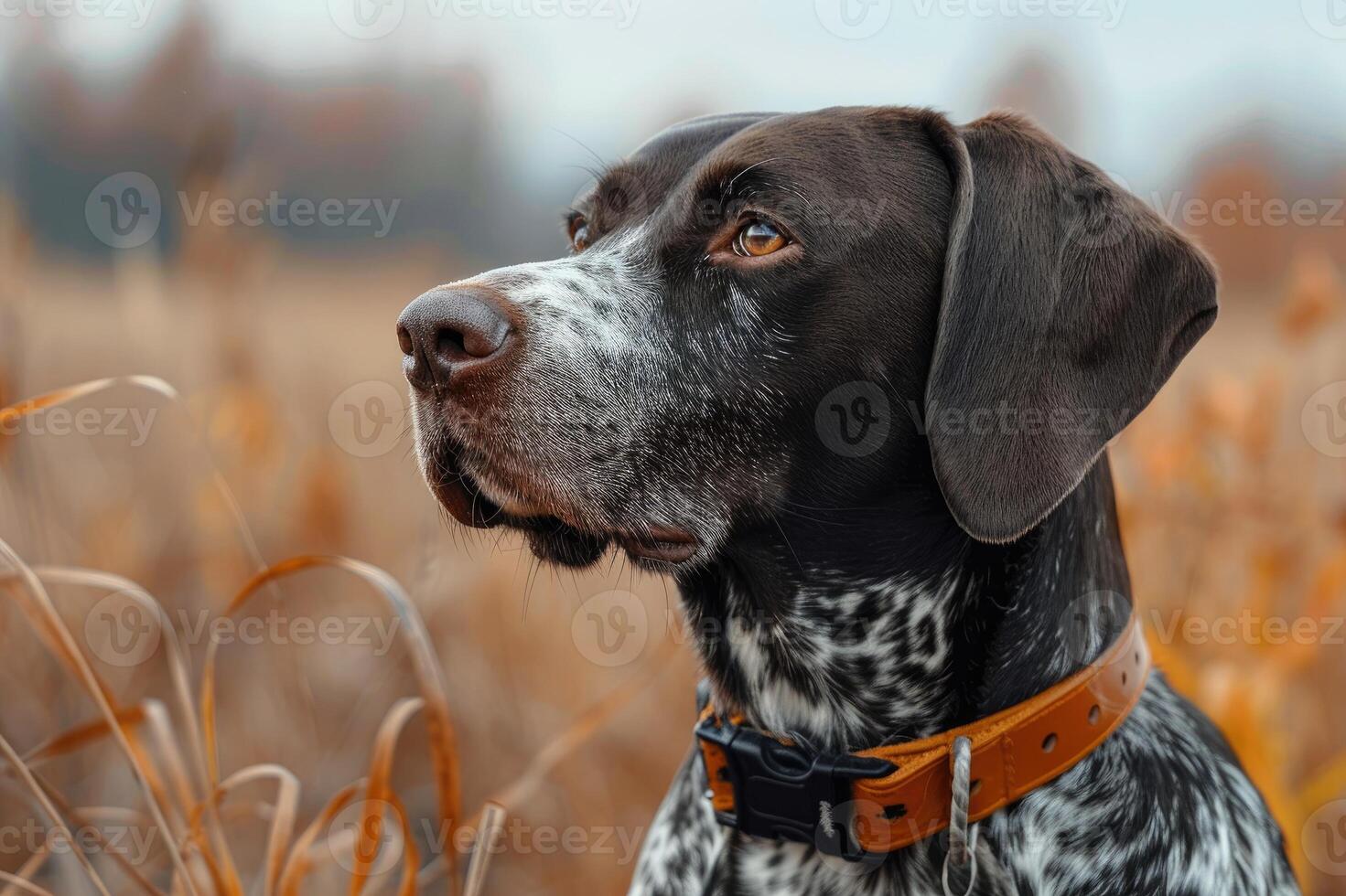 Hunting dog in tall grass. German Shorthaired Pointer. photo